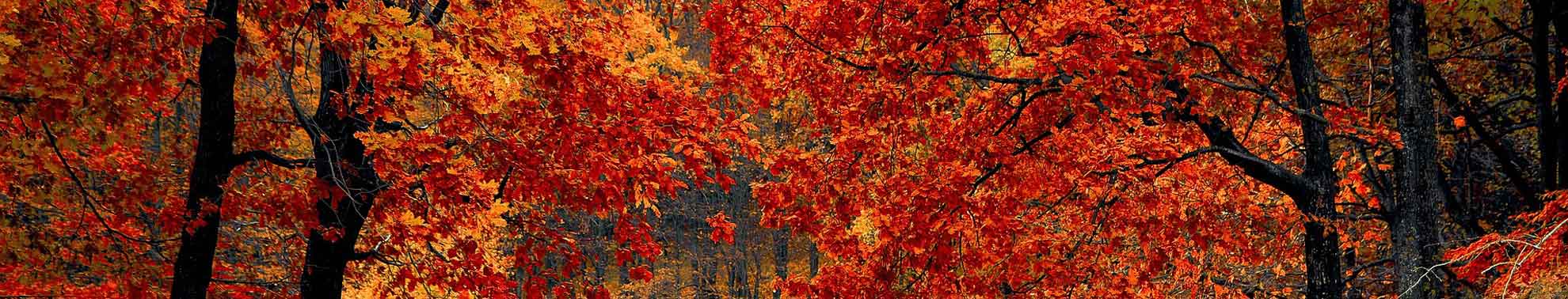 Herbst